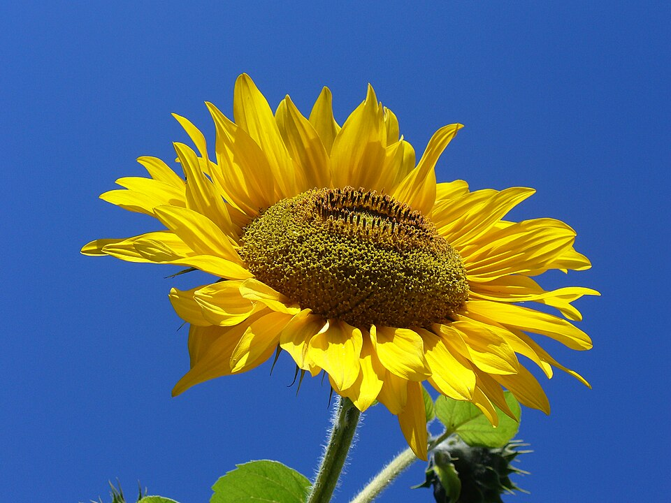 https://upload.wikimedia.org/wikipedia/commons/b/bf/Sunflower_from_Silesia.JPG